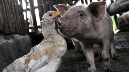 Кыргызстан временно ограничил ввоз свинины из Польши, Китая и птицы из Болгарии и субъектов России &mdash; Tazabek