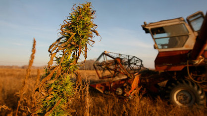 Импортозамещение по-русски: РФ хочет построить индустрию наркотических обезболивающих лекарств &mdash; Tazabek