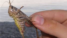 Специалисты Департамента химизации и защиты растений организовали чрезвычайные группы по борьбе с саранчой в Жалал-Абадской области, - Минсельхоз &mdash; Tazabek