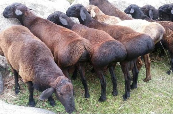 Главное фото