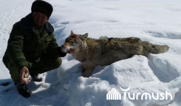 Главное фото