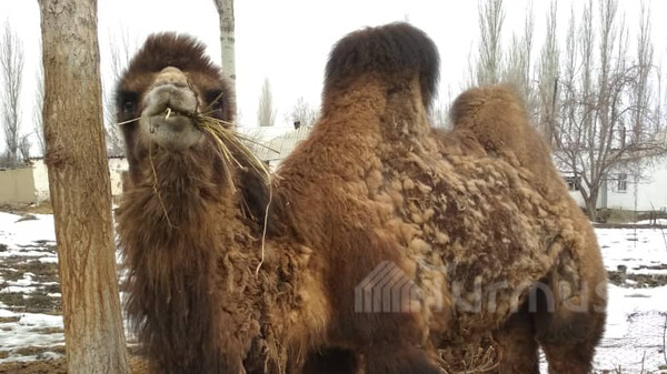 Главное фото