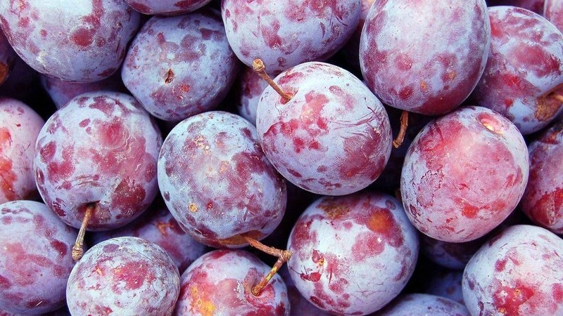 Россельхознадзор не пропустил 200 кг кыргызстанских слив &mdash; Tazabek