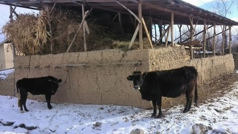 Пара ушных бирок для КРС, предоставленные Россией в рамках техпомощи, будет стоить 38 сомов &mdash; Tazabek