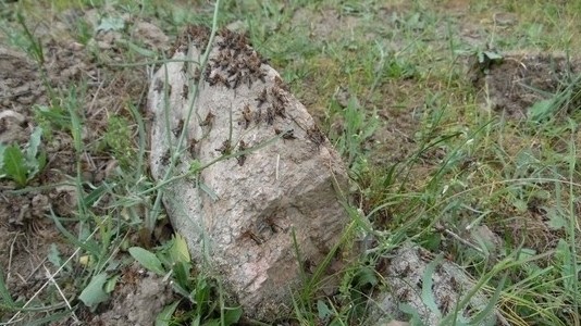 Депутат предложил в закрытом режиме обсудить ситуацию по защите сельскохозяйственных культур в стране &mdash; Tazabek