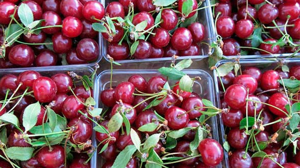 Россельхознадзор не пропустил свыше 65 тонн черешни в Новосибирск из Казахстана, Узбекистана и Кыргызстана &mdash; Tazabek