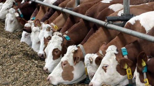 За 5 месяцев валовой выпуск продукции сельского хозяйства вырос на 1,8%, составив 41,2 млрд сомов &mdash; Tazabek