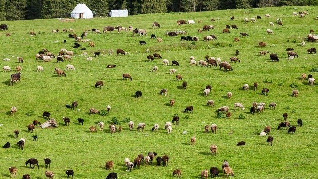 Ежегодно 600 млн сомов выделяют лесному фонду, который против того, чтобы 15 млн сомов выделяли для развития пастбищ, - депутат &mdash; Tazabek