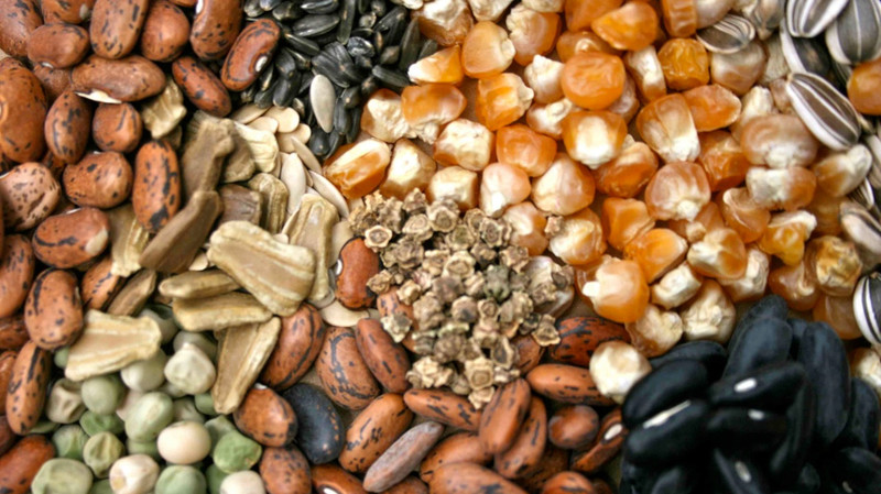 Минсельхоз: Кыргызстан начал в небольших объемах экспортировать семена &mdash; Tazabek