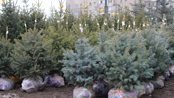 Как правильно ухаживать за живой елочкой? — Экология АКИpress