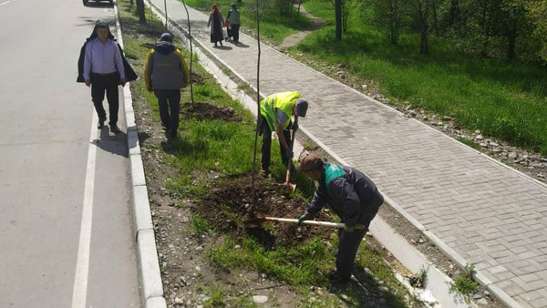 Фото — В Бишкеке за неделю посадили 1,1 тыс. деревьев — Экология АКИpress