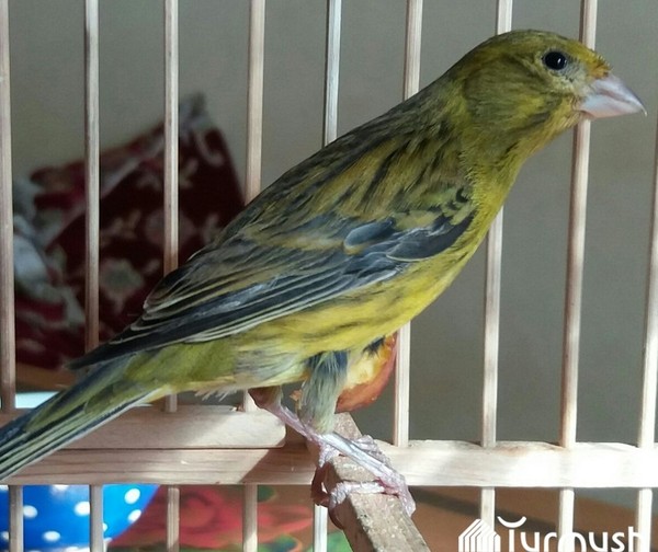 Главное фото