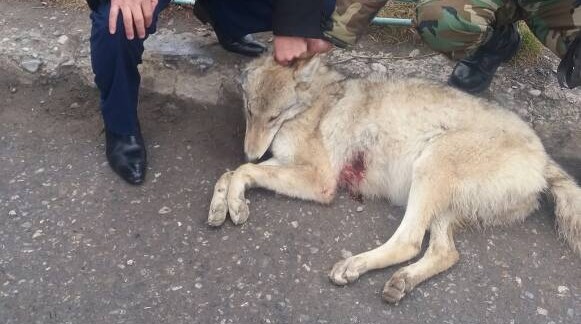 Главное фото