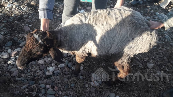 Главное фото