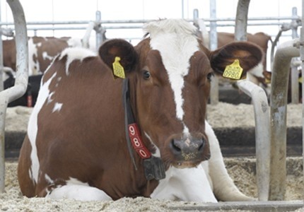 Госантимонополия выдала предписание Минсельхозу &mdash; Tazabek