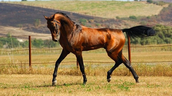 Бизнес на копытах &mdash; Кто зарабатывает на чистокровных породистых лошадях? (племзаводы+отчисления) &mdash; Tazabek
