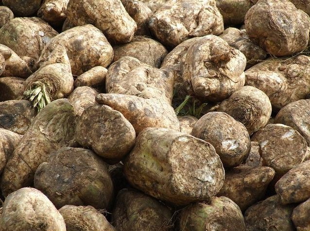 Правительство оставило старый тариф на услуги железнодорожного транспорта внутри страны на период приемки сахарной свеклы урожая 2017 года &mdash; Tazabek