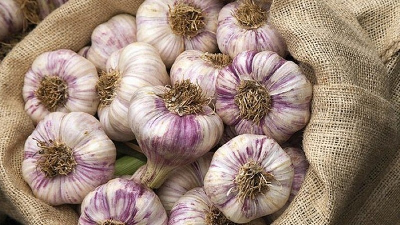 Сельское хозяйство как бизнес: Особенности выращивания чеснока &mdash; Tazabek