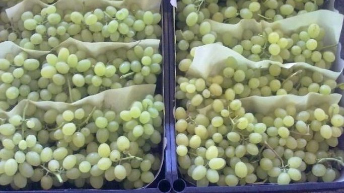 В Новосибирскую область не разрешили ввоз 18 тонн растительной продукции из Кыргызстана &mdash; Tazabek