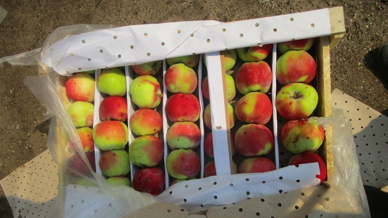 Госэкотехинспекция должна рассмотреть качество строительства зданий, многие из них не соответствуют стандартам, - депутат &mdash; Tazabek