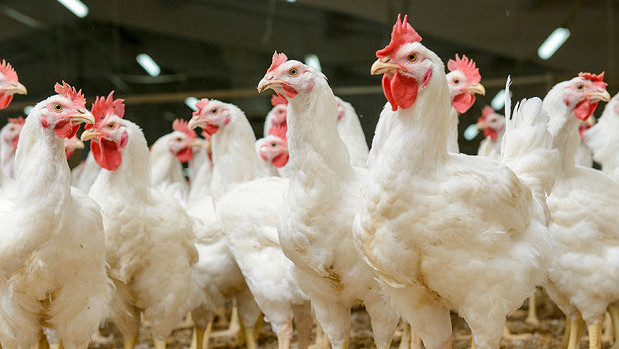 Агробизнес: Кто владеет птицеперерабатывающими предприятиями страны? (отчисления) &mdash; Tazabek