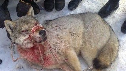 Главное фото