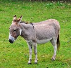 Күңгіртпен жыныстық қатынас Жалаңаш стриптиз бейне