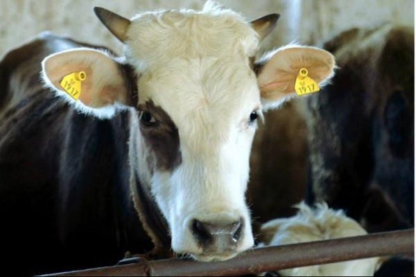 Главное фото