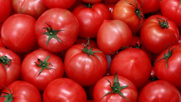 На урожайность помидоров с этом году повлияли болезни и дождливая погода, - замминистра Э.Чодуев &mdash; Tazabek