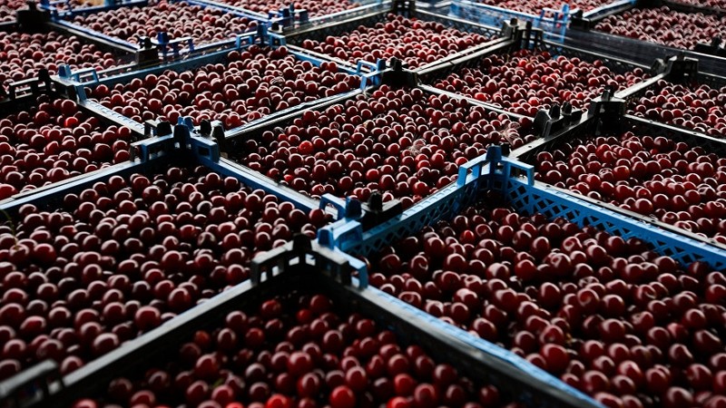 Китайские специалисты совместно с Минсельхозом обследовали посадки черешни в 3 областях КР для дальнейшего экспорта в КНР &mdash; Tazabek