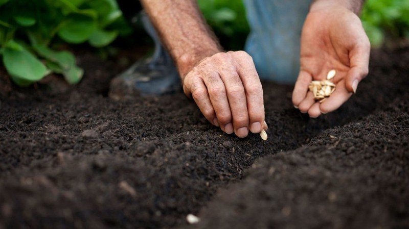 Большая часть посевных площадей овощных культур приходится на Чуйскую область, - Нацстатком &mdash; Tazabek