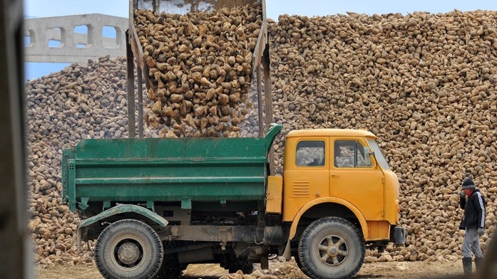 Сельское хозяйство как бизнес: Насколько выгодно заниматься выращиванием сахарной свеклы? &mdash; Tazabek