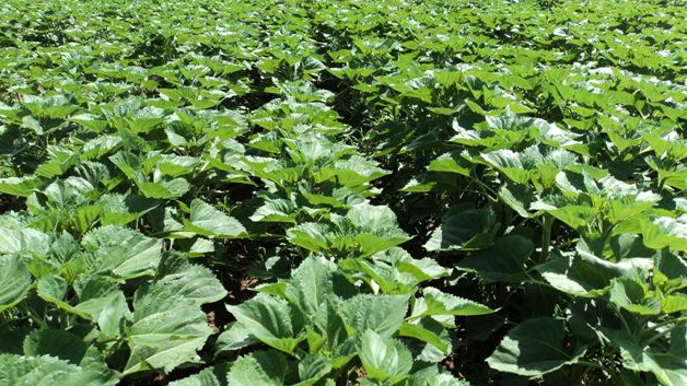 В 2017 году по проекту &laquo;Финансирование сельского хозяйства-5&raquo; выданы льготные кредиты на 6,6 млрд сомов &mdash; Tazabek