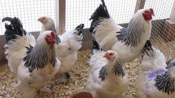 ФАО совместно с Ассоциацией птицеводов КР выпустила руководство по выращиванию бройлеров &mdash; Tazabek