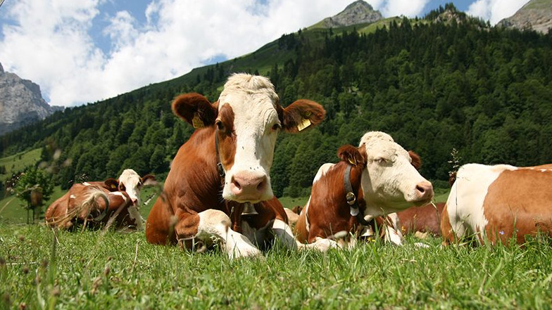 ВВП сельского хозяйства, лесного хозяйства и рыболовства в 2019 году прогнозируется в объеме 232,2 млрд сомов &mdash; Tazabek