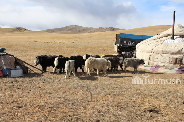 Главное фото