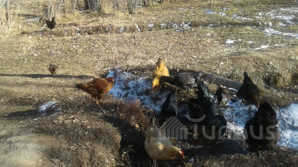 Главное фото