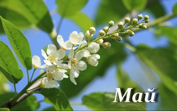 Главное фото