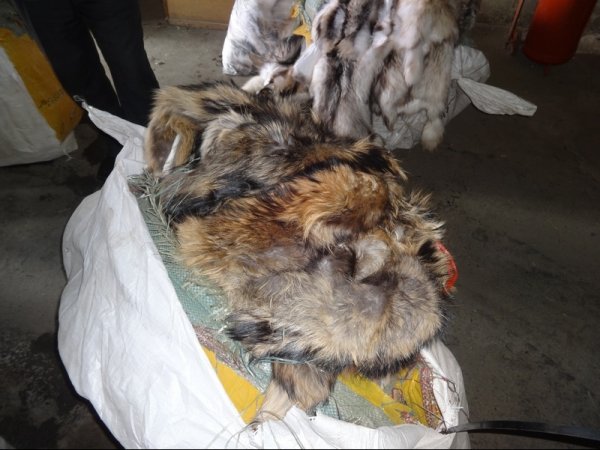 Россельхознадзор пресек ввоз из Кыргызстана крупной партии шкур пушных зверей &mdash; Tazabek