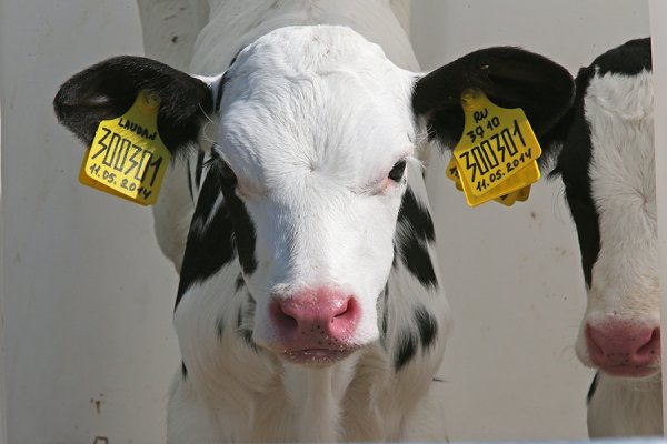 В парламенте предложили заслушать правительство по исполнению закона об идентификации животных &mdash; Tazabek