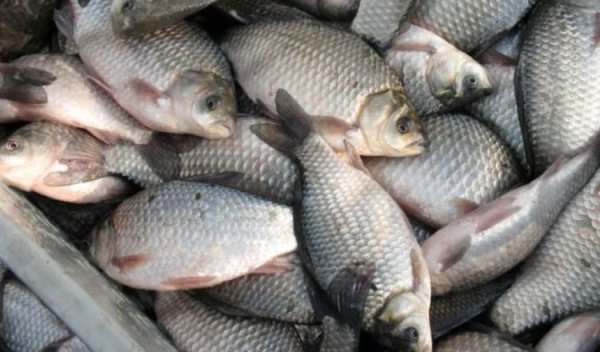 10% сельского населения занимаются любительской рыбалкой, - Минсельхоз &mdash; Tazabek