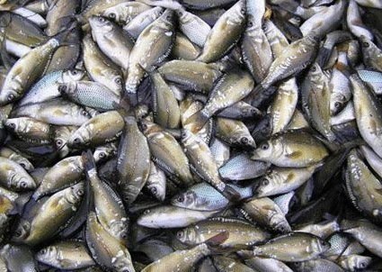 Основное производство по выращиванию рыбы находится в Чуйской и Ошской областях, где производится более 75% всей прудовой рыбы, - Минсельхоз &mdash; Tazabek