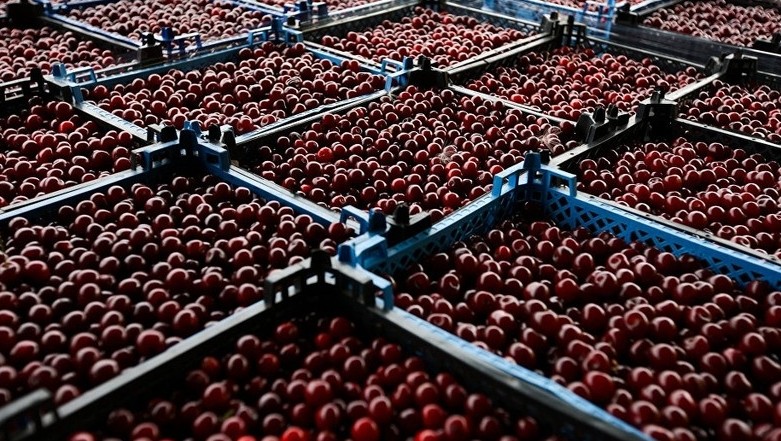 Китай хочет перевозить черешню из Кыргызстана на самолетах, в Минсельхозе считают это затратным &mdash; Tazabek