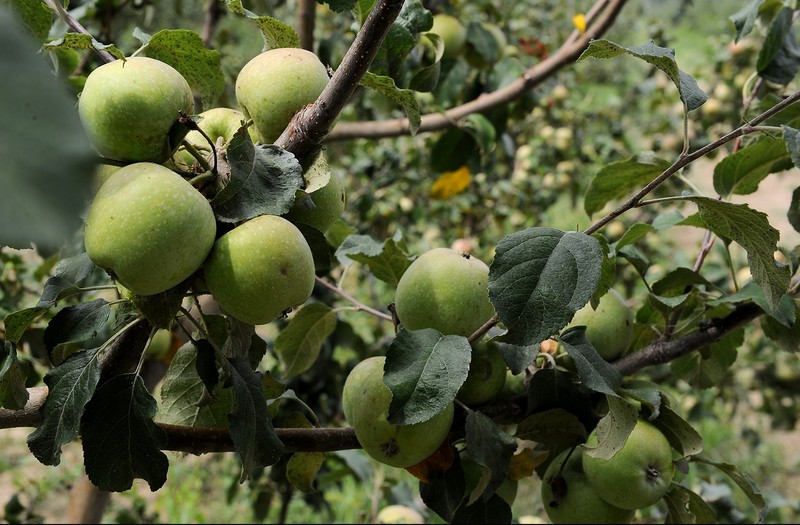 В КР на сегодня выдано 13 тыс. льготных кредитов на 5,5 млрд сомов &mdash; Tazabek