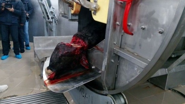 По Кыргызстану насчитывается 84 убойных цеха, из них 90% не отвечают требованиям, -  Госветфитоинспекция &mdash; Tazabek