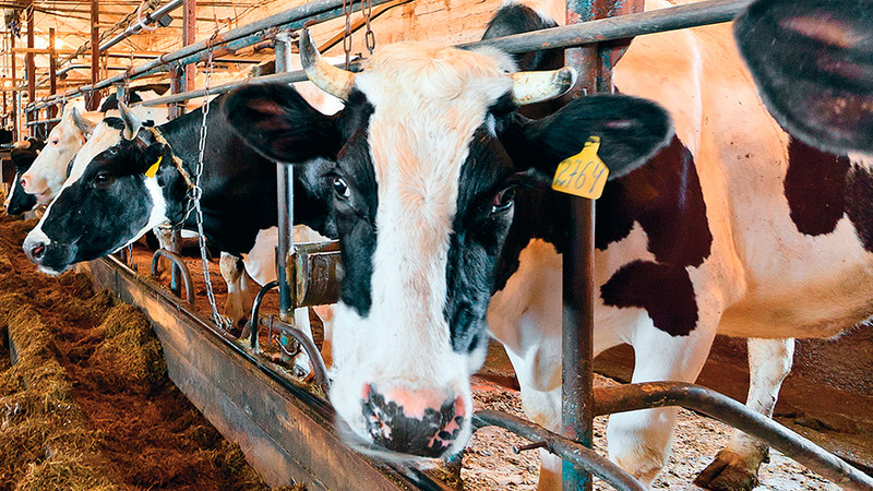 Для развития молочного производства необходимо внедрять систему &laquo;холодной цепочки&raquo;, - эксперт из Японии &mdash; Tazabek