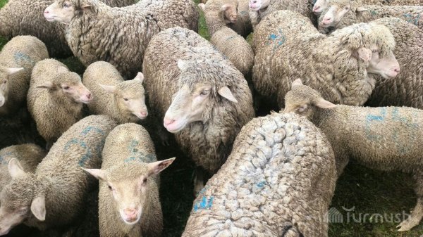 Главное фото