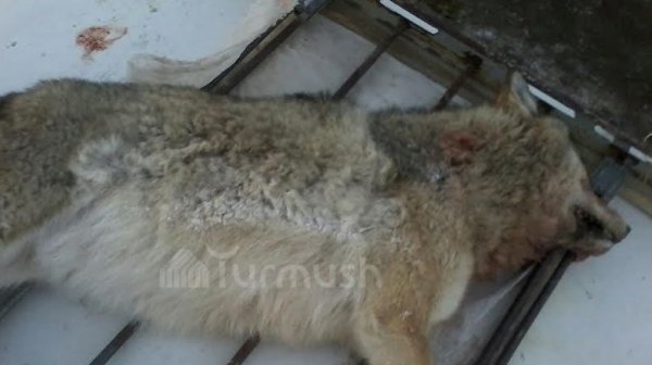 Главное фото