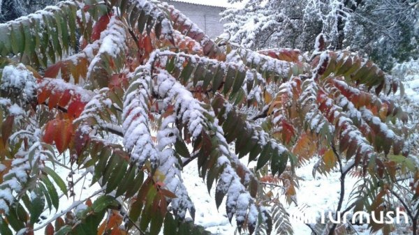 Главное фото