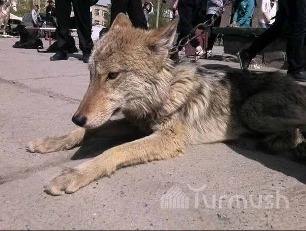 Главное фото